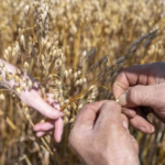 FrieslandCampina and Agrifirm join forces on local oats and soy cultivation