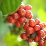 Nestlé announces partnership with The Yield Lab Latam to support startups transforming agriculture