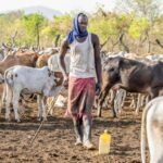 Nigeria: Ikun Dairy Farm Limited reaffirms its commitment to boosting milk production in Nigeria